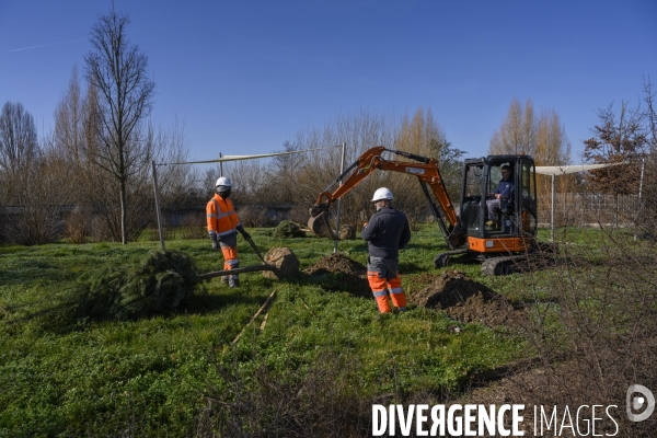 Plantation d’arbres