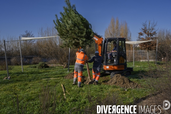 Plantation d’arbres