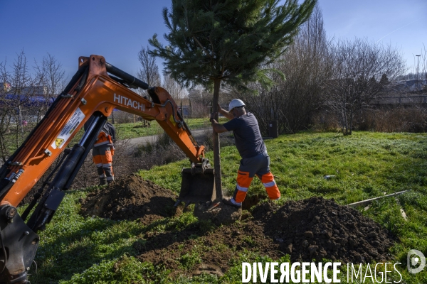 Plantation d’arbres