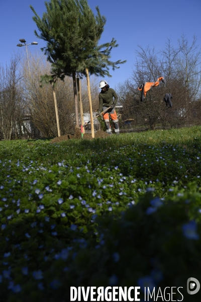 Plantation d’arbres