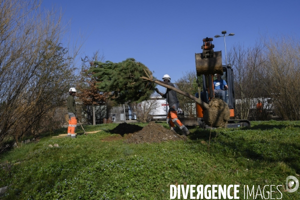 Plantation d’arbres