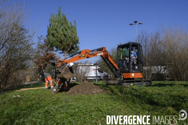 Plantation d’arbres