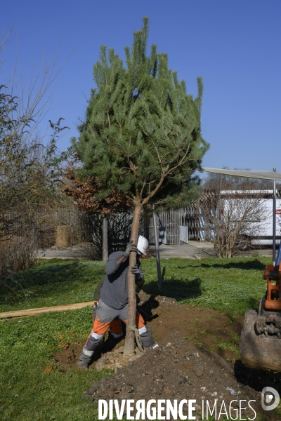 Plantation d’arbres