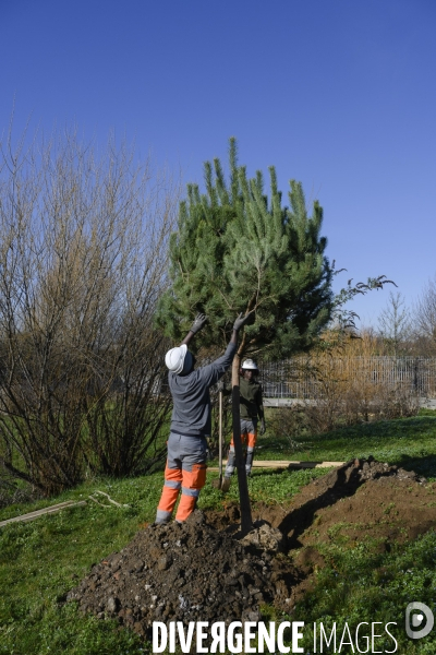 Plantation d’arbres