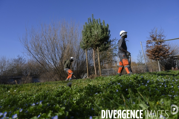 Plantation d’arbres