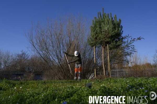 Plantation d’arbres