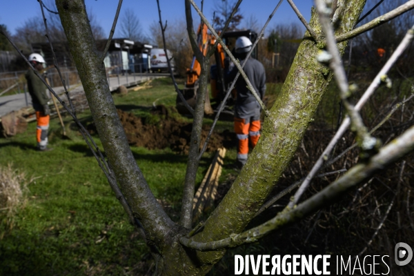 Plantation d’arbres