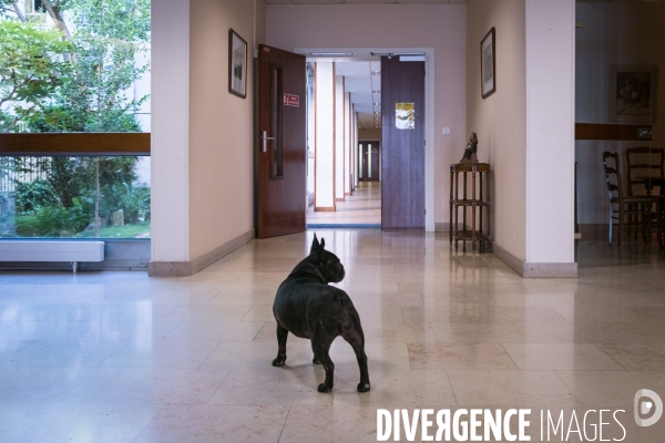 Mediation animale en maison de retraite