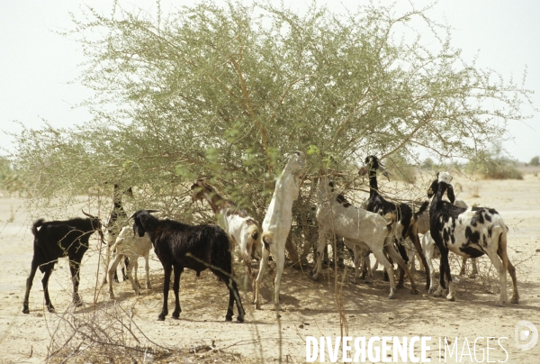 Lac Tchad : Le probleme de sécheresse et de désertification