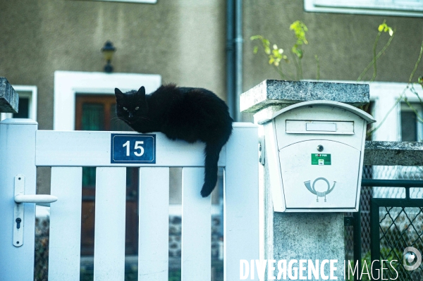 Chat noir et facteur