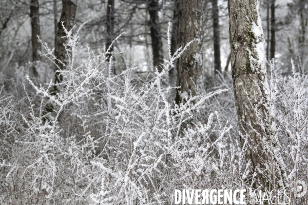 Gelees hivernales - winter frosts