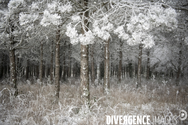 Gelees hivernales - winter frosts