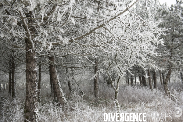 Gelees hivernales - winter frosts
