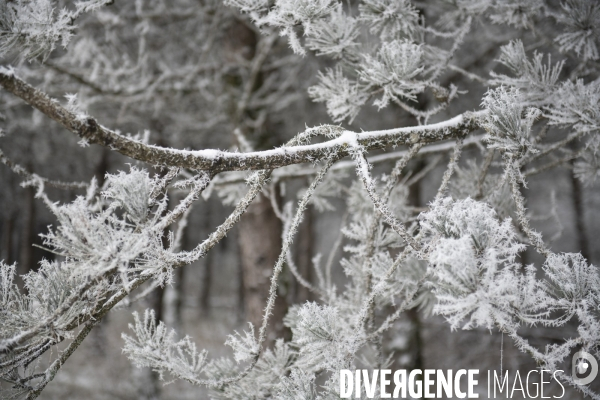 Gelees hivernales - winter frosts