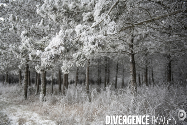 Gelees hivernales - winter frosts