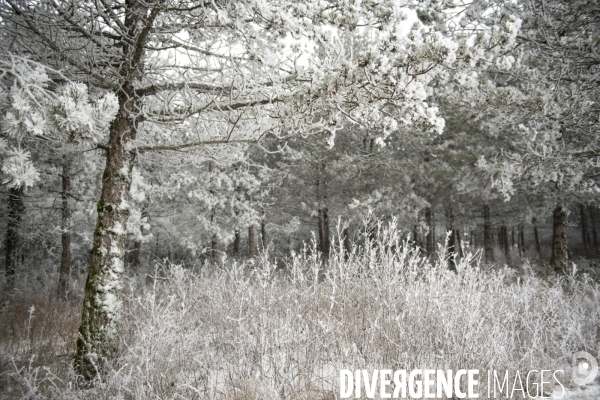Gelees hivernales - winter frosts