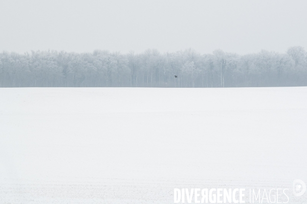 Gelees hivernales - winter frosts