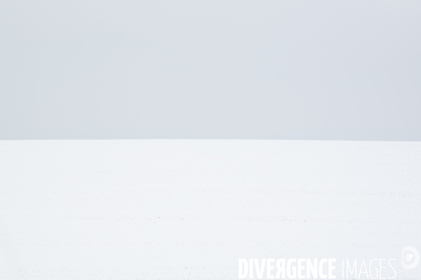 Gelees hivernales - winter frosts