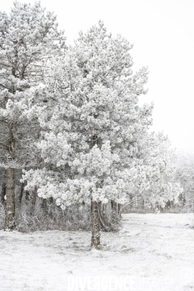 Gelees hivernales - winter frosts