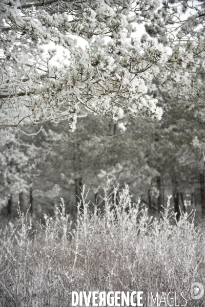 Gelees hivernales - winter frosts