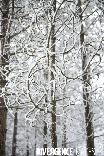 Gelees hivernales - winter frosts