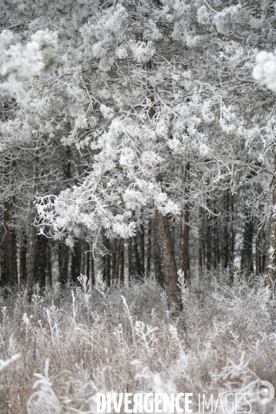 Gelees hivernales - winter frosts