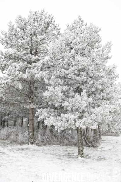 Gelees hivernales - winter frosts