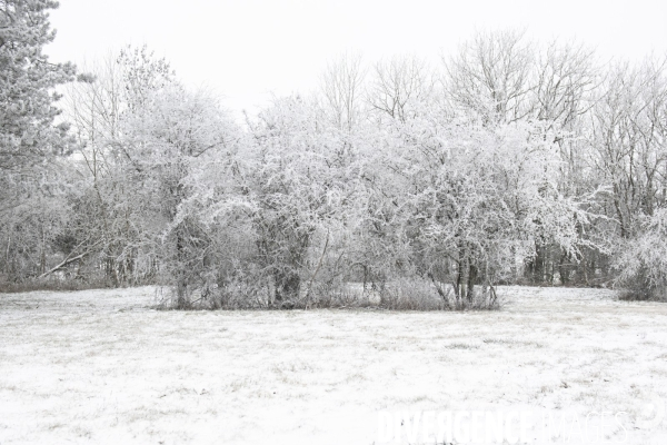 Gelees hivernales - winter frosts