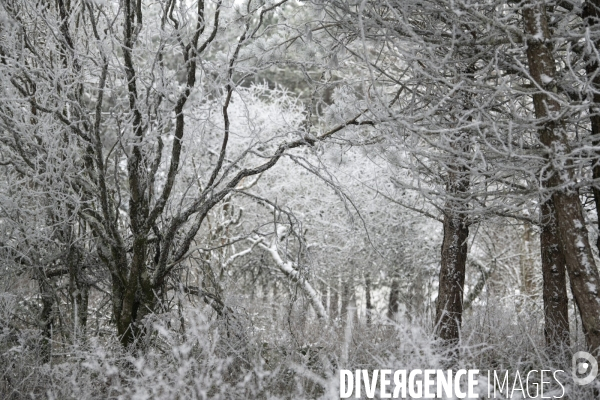 Gelees hivernales - winter frosts