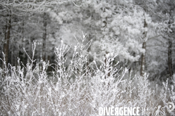 Gelees hivernales - winter frosts
