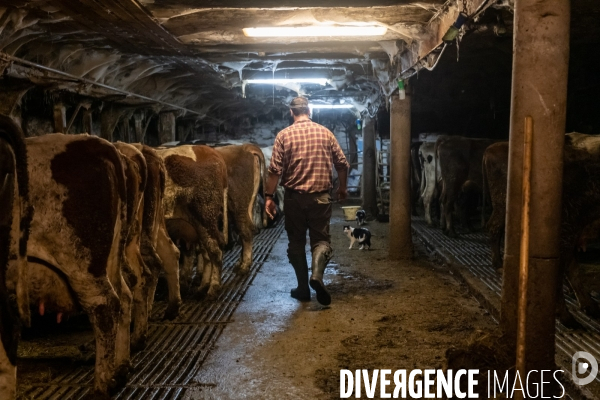 Fabrication du saint Nectaire à la ferme dans le cantal