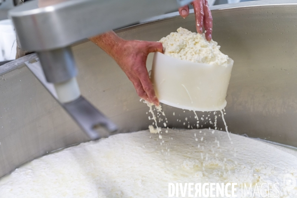 Fabrication du saint Nectaire à la ferme dans le cantal