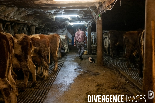 Fabrication du saint Nectaire à la ferme dans le cantal