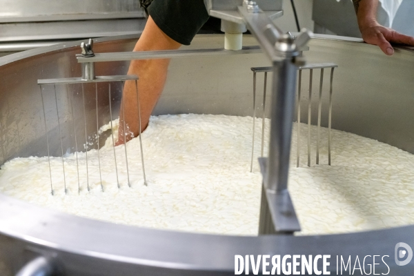 Fabrication du saint Nectaire à la ferme dans le cantal