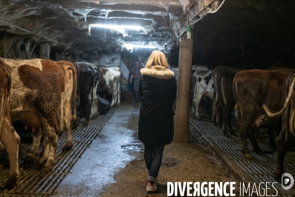 Fabrication du saint Nectaire à la ferme dans le cantal