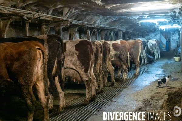 Fabrication du saint Nectaire à la ferme dans le cantal