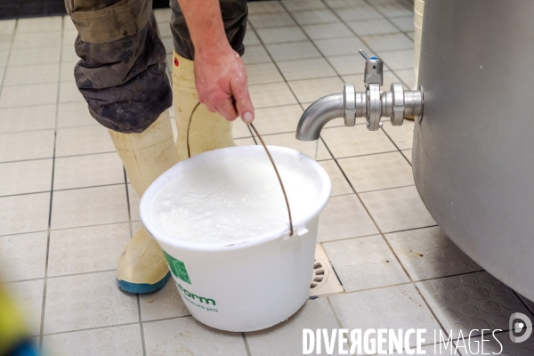 Fabrication du saint Nectaire à la ferme dans le cantal
