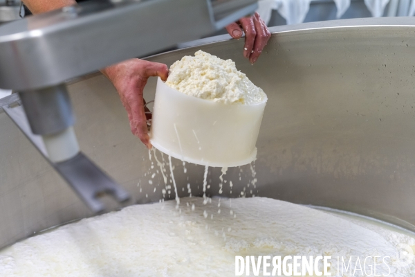 Fabrication du saint Nectaire à la ferme dans le cantal