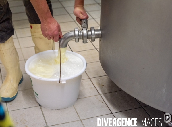 Fabrication du saint Nectaire à la ferme dans le cantal