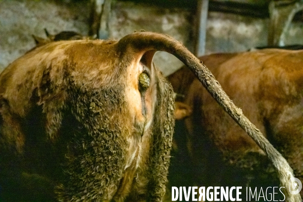 Fabrication du saint Nectaire à la ferme dans le cantal