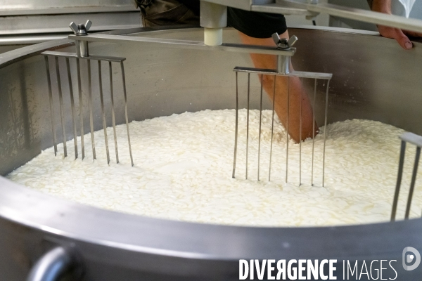 Fabrication du saint Nectaire à la ferme dans le cantal