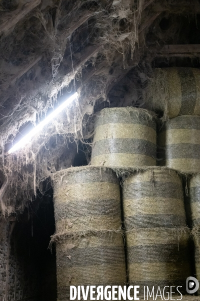 Fabrication du saint Nectaire à la ferme dans le cantal
