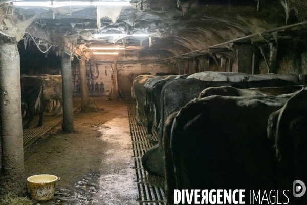 Fabrication du saint Nectaire à la ferme dans le cantal