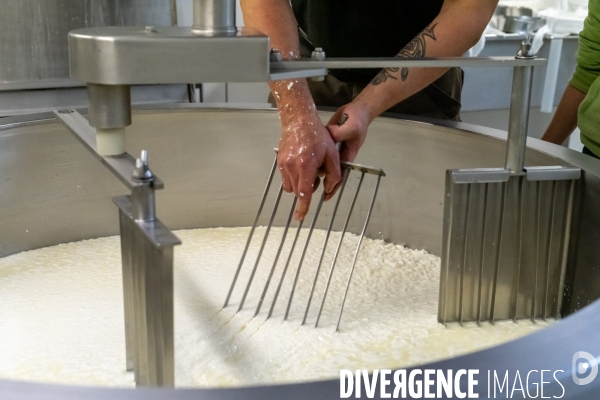 Fabrication du saint Nectaire à la ferme dans le cantal