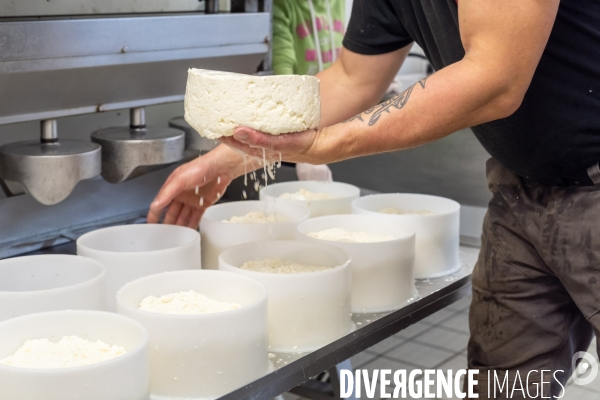 Fabrication du saint Nectaire à la ferme dans le cantal