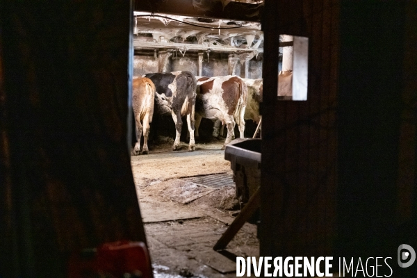 Fabrication du saint Nectaire à la ferme dans le cantal