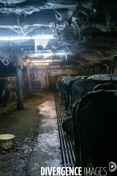 Fabrication du saint Nectaire à la ferme dans le cantal