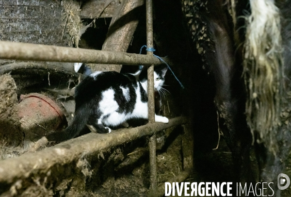 Fabrication du saint Nectaire à la ferme dans le cantal