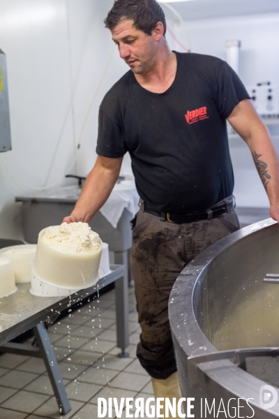 Fabrication du saint Nectaire à la ferme dans le cantal