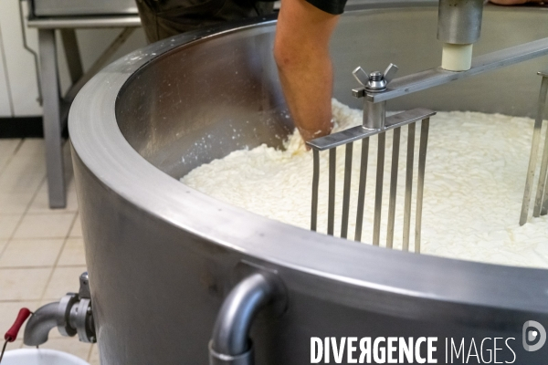 Fabrication du saint Nectaire à la ferme dans le cantal